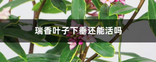 瑞香叶子下垂还能活吗