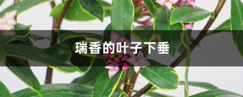 瑞香的叶子下垂