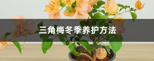 三角梅冬季养护方法