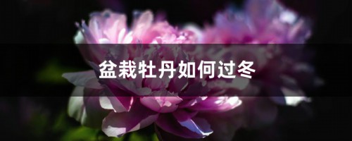 盆栽牡丹如何过冬，冬天怎么养护