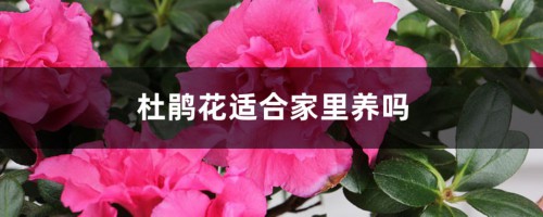 杜鹃花适合家里养吗