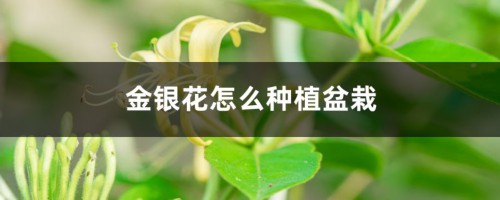 金银花怎么种植盆栽，怎么种植好