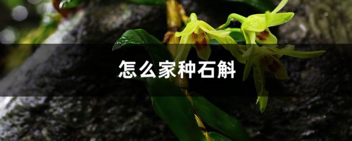 怎么家种石斛