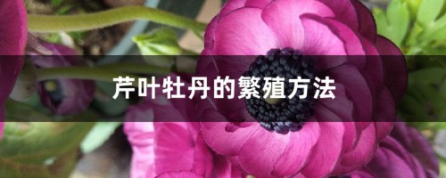 芹叶牡丹的繁殖方法