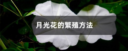 月光花的繁殖方法